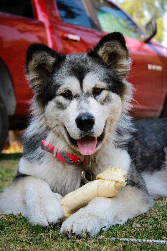 Why Rubber Bone Toys Are a Must-Have for Every Dog Owner