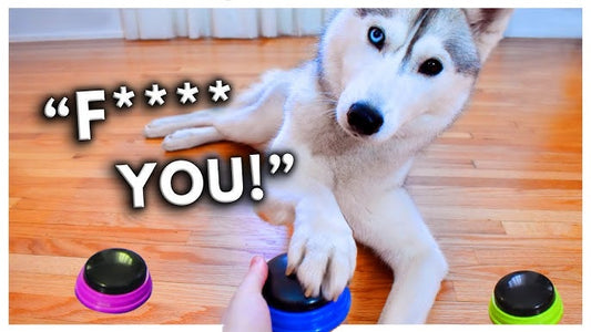 4 Tips on How to Use Talking Buttons for Pets: Unlocking Communication with Your Furry Friend