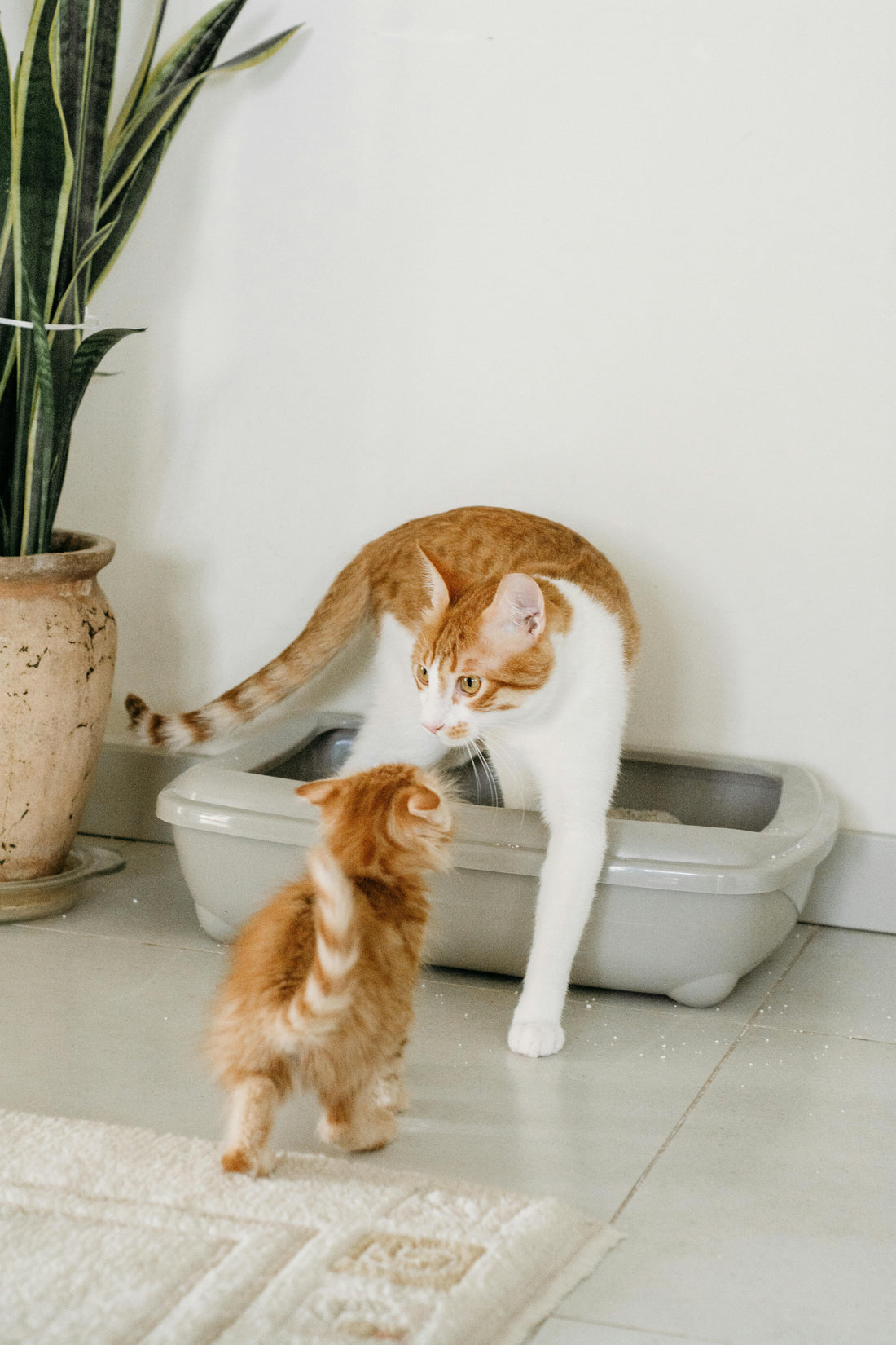 TOFU CAT LITTER